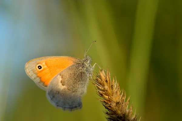 Красивые сатиры бабочек на растении — стоковое фото
