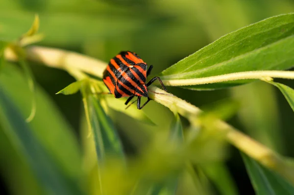 Red and black bug — Stock Photo, Image