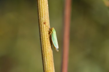 Green leafhoppers(Cicadella viridis) clipart