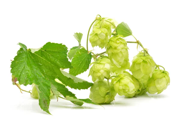 stock image Green hop cones on a white background