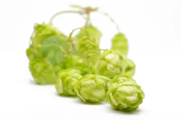 Green hop cones on a white background — Stock Photo, Image