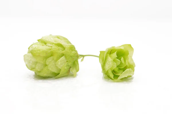 Cones de lúpulo verde em um fundo branco — Fotografia de Stock