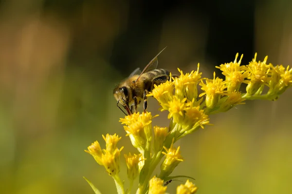 Μια μέλισσα συλλέγει νέκταρ — Φωτογραφία Αρχείου