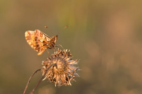 Butterfly (Melitaea cinxia) — Stock Photo, Image