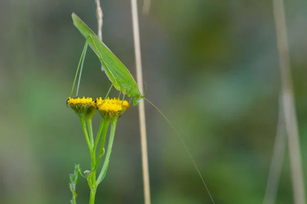 Grasshopper (Tettigonioidae) ) — Foto de Stock
