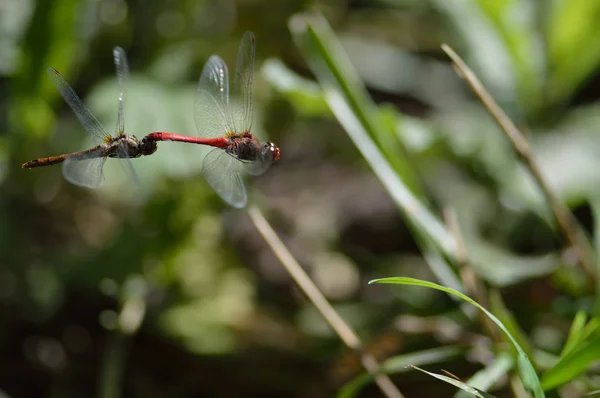 Une paire de libellules en vol — Photo