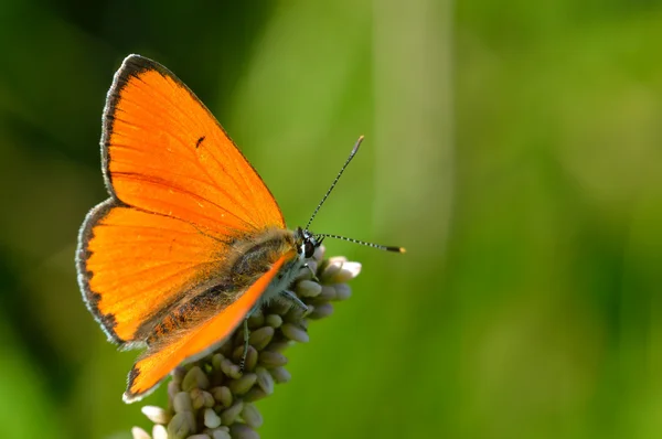 Vlinder colias croceus — Stockfoto