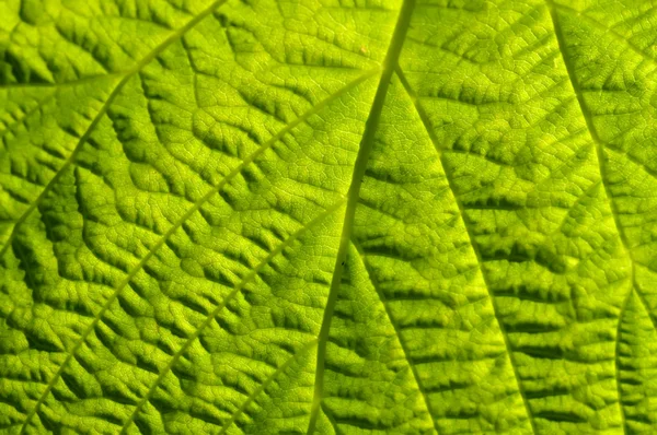 Beautiful texture and texture of green leaf — Stock Photo, Image