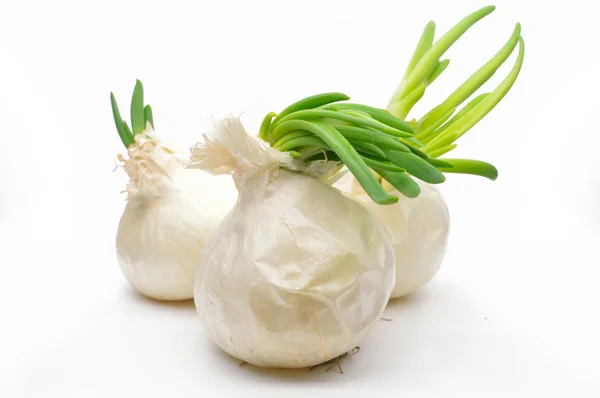 Ripe white onion — Stock Photo, Image