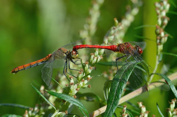 Duas lindas libélulas — Fotografia de Stock