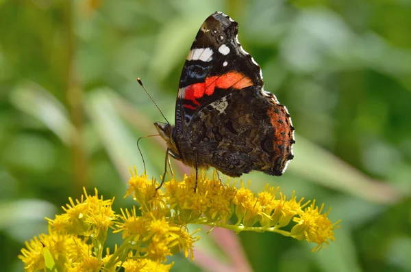 Krásný motýl (Babočka admirál) — Stock fotografie