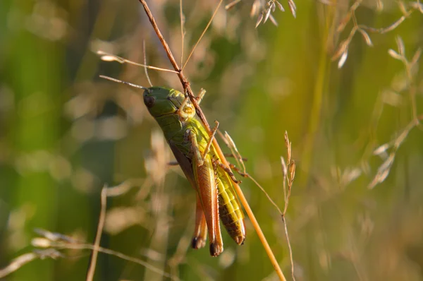 Krásná malá kobylka — Stock fotografie