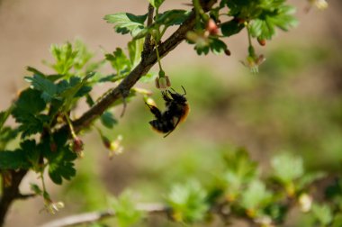 Detail of a bee on a flower