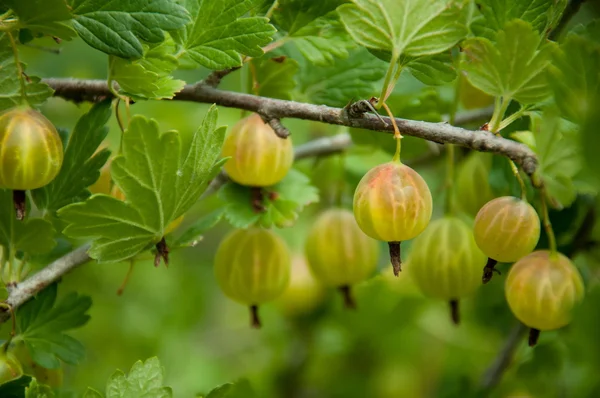 Green gooseberries on a branch — Stock Photo, Image