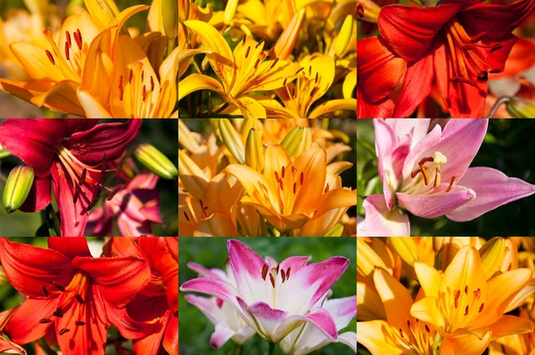 Sada Close krásné lilie květiny — Stock fotografie