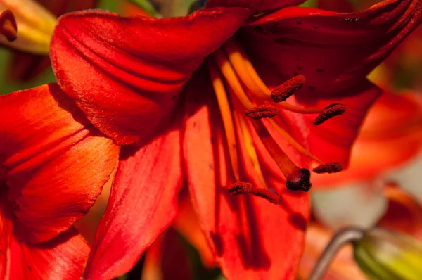 A macro shot of the inside of a bright red lily — Stock Photo, Image