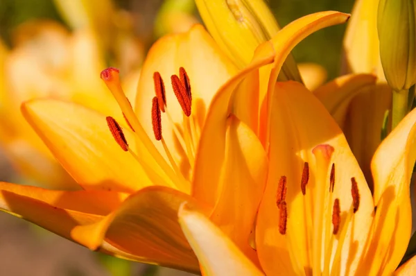 Colorful lilies flowers close up shot — Stock Photo, Image