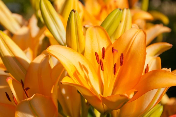 Κρίνοι πολύχρωμα λουλούδια από κοντά shot Εικόνα Αρχείου