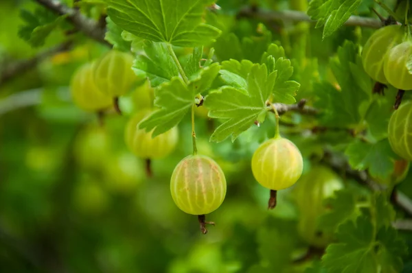 Green gooseberries on a branch Royalty Free Stock Images