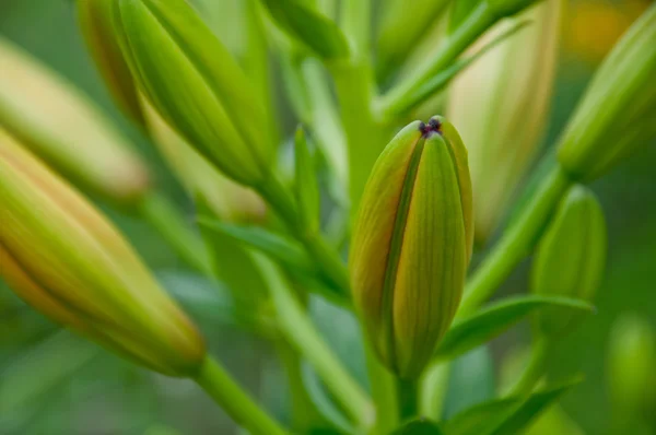 lily closeup yeşil bud