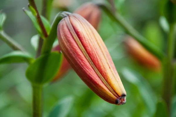 Orange bud of lily closeup — Stock Photo, Image