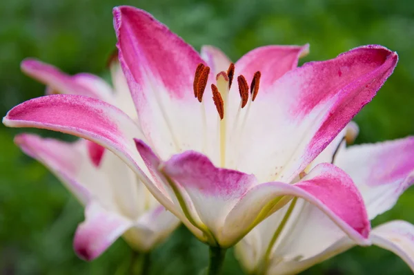 Rózsaszín liliom közelről — Stock Fotó