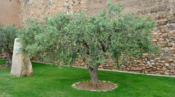 Drzewo oliwne w ogrodzie — Zdjęcie stockowe