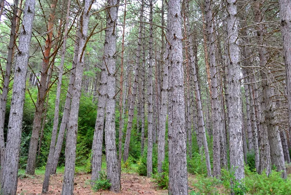 Bosque de pino en aragón — Foto de Stock
