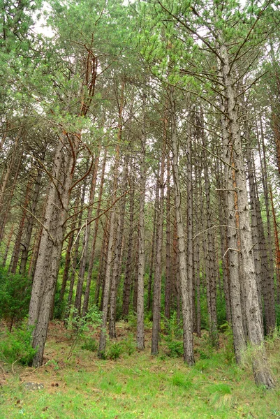 Bosque de pino en Almería, España — Foto de Stock