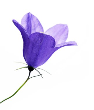 Beyaz bir arka plana dayanır Flora