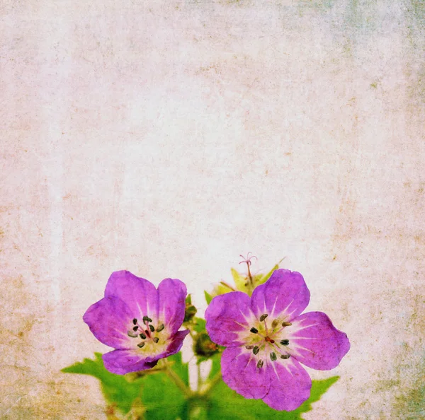 흙 꽃 배경 이미지와 유용한 디자인 요소 — 스톡 사진