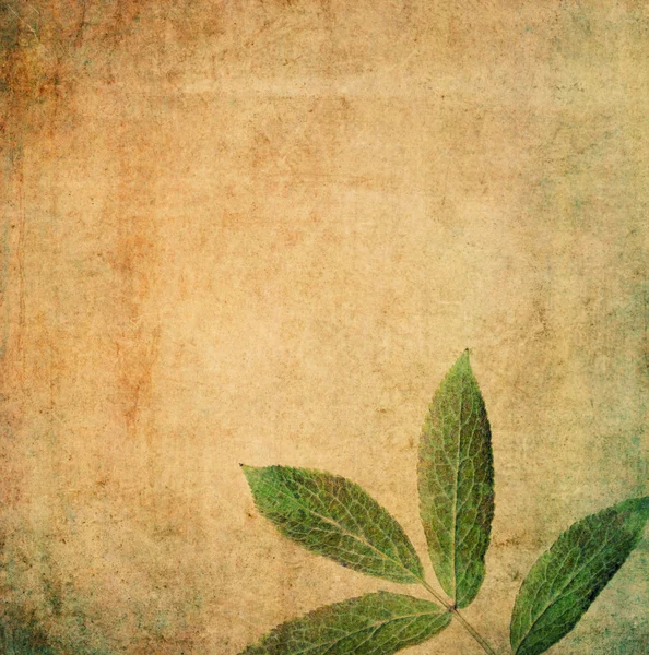 Зелений квітковий фон зображення і корисний елемент дизайну — стокове фото
