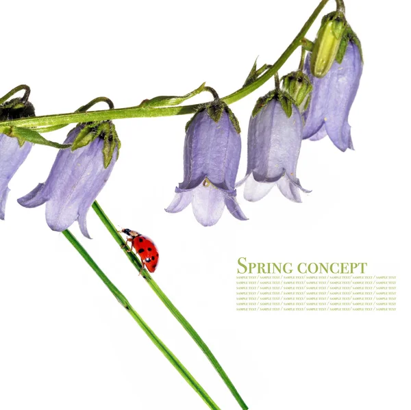 Frühlingsflora und Marienkäfer vor weißem Hintergrund — Stockfoto