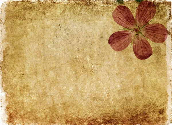 Γήινα floral φόντο εικόνα και το στοιχείο του σχεδιασμού χρήσιμες — Φωτογραφία Αρχείου
