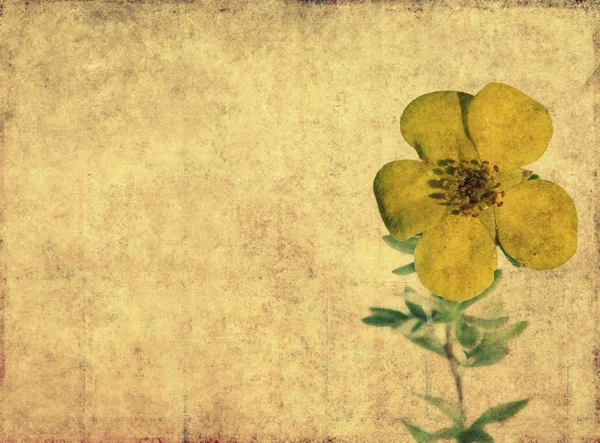 Zemité květinové pozadí a užitečný prvek — Stock fotografie