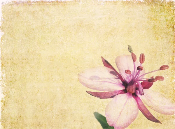 素朴な花の背景画像と便利なデザイン要素 — ストック写真