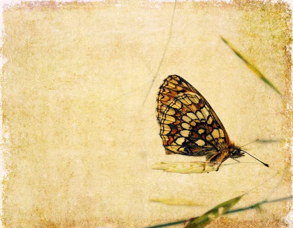 Mooie achtergrondafbeelding met florale elementen en vlinder — Stockfoto
