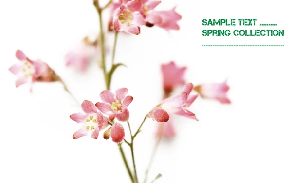 Beyaz arka plan güzel bahar flora — Stok fotoğraf