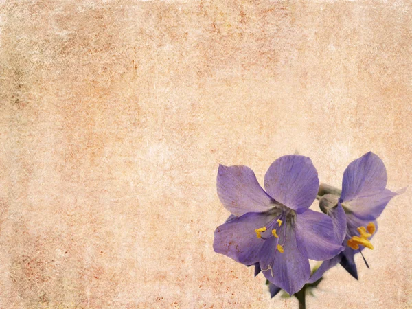 素朴な花の背景画像と便利なデザイン要素 — ストック写真