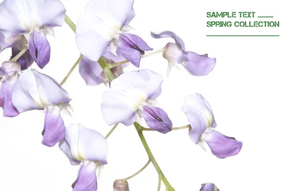 Prachtige lente flora tegen witte achtergrond (blauweregen) — Stockfoto