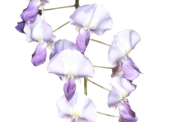 흰색 배경 (등나무에 대 한 사랑 스러운 봄 식물) — 스톡 사진