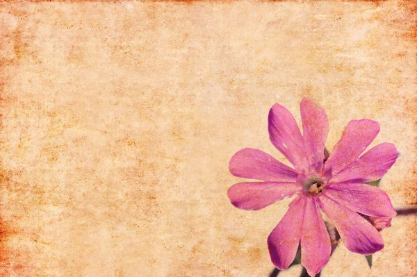 Maanläheinen kukka tausta ja muotoilu elementti — kuvapankkivalokuva