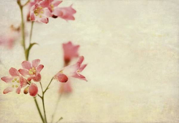 Piękne tło z kwiatowy wzór — Zdjęcie stockowe