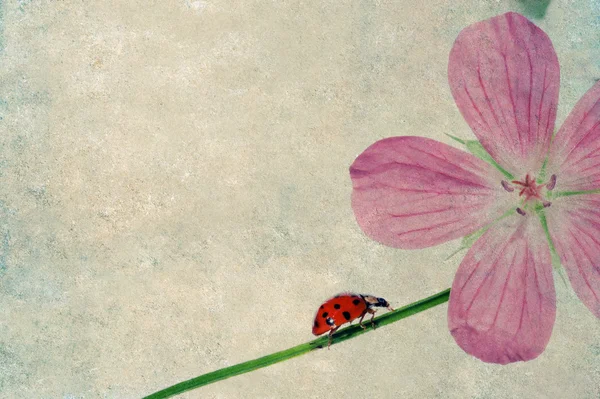 Çok güzel arka plan görüntüsü ile uğur böceği ve çiçek öğeleri — Stok fotoğraf