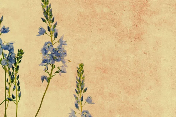 Florales Hintergrundbild — Stockfoto