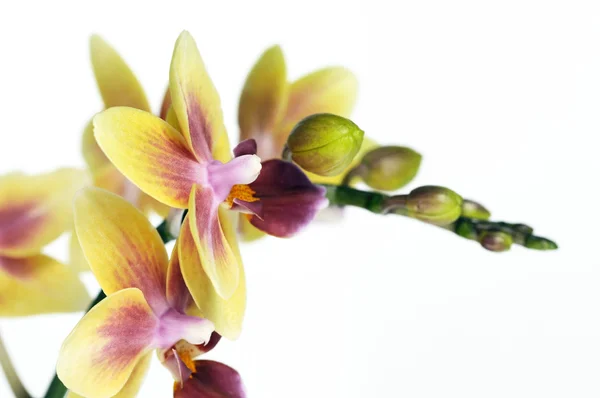 Beautiful yellow orchids against white background — Stock Photo, Image