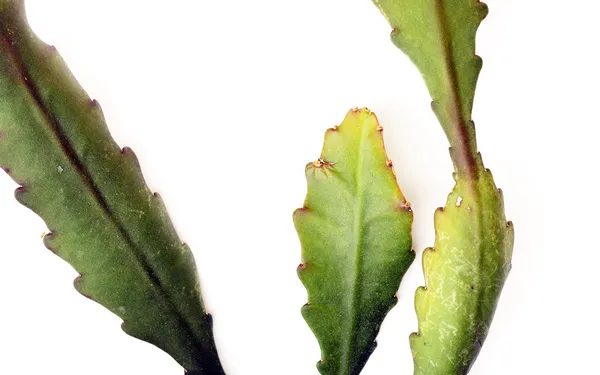 Leaves of a cactus plant against white background — Stock Photo, Image