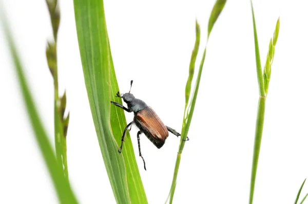Маленькое насекомое среди зеленой травы на белом фоне — стоковое фото