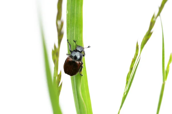 Kleine insect onder groen gras tegen witte achtergrond — Stockfoto