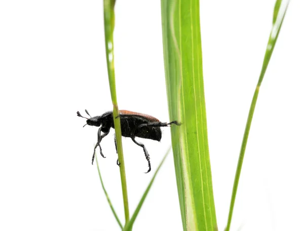 Beyaz arka planı yeşil Çimenlerin arasında küçük böcek — Stok fotoğraf